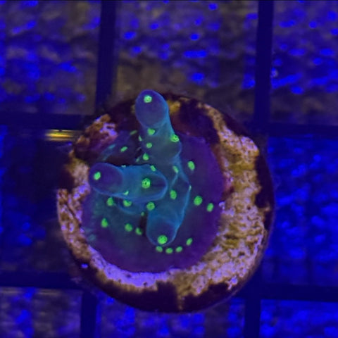 Arris Avalanche wow!🎅