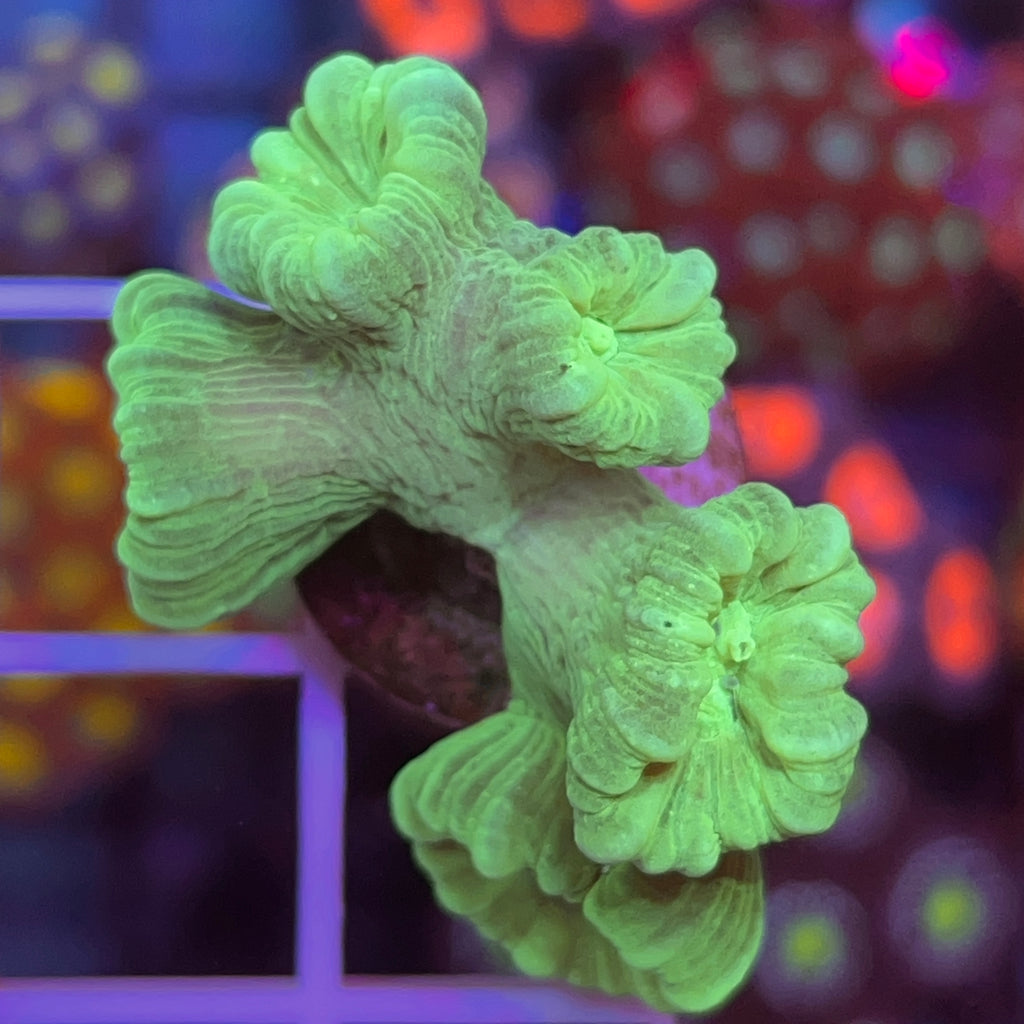 Green Trumpet Coral