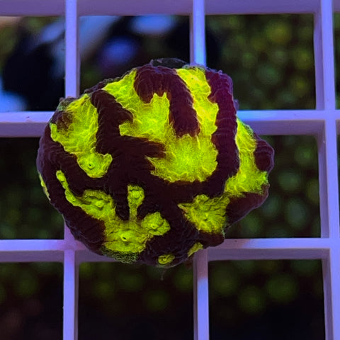 ACI Firestorm Platygyra -beautiful coral!