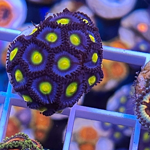 WWC AOI - Full Plug!