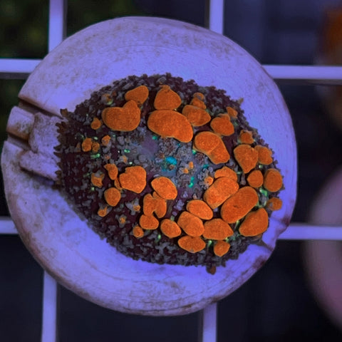 Sunkist Bounce Mushroom