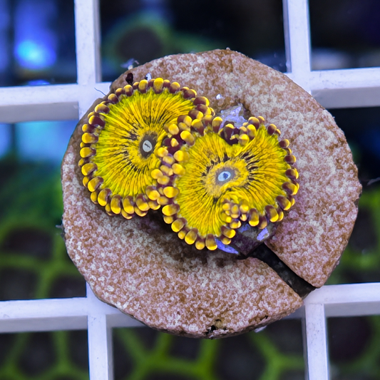 LCH Golden Girls Zoas (2 Polyps)