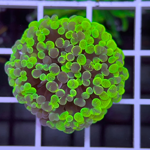 Marbled Frogspawn -c