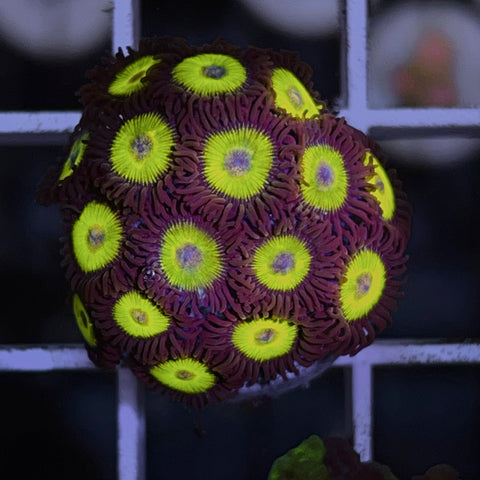 Big Bird Zoas Full Plug!