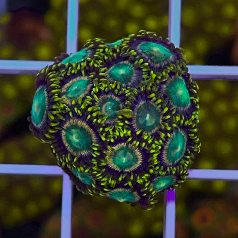 Radioactive Ring Zoa - Full Plug!