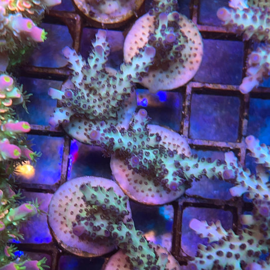 RR The Vinh Acropora (see description)