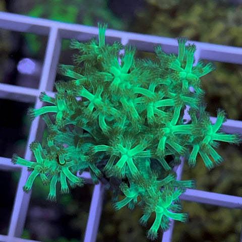 Ultra Rare Softie (Stunning) Great Beginner Coral