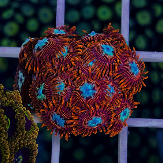 LCH Chrysanthemums Zoas (overloaded plug!)