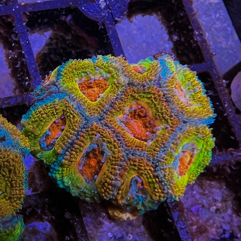 Rainbow Acan -A2