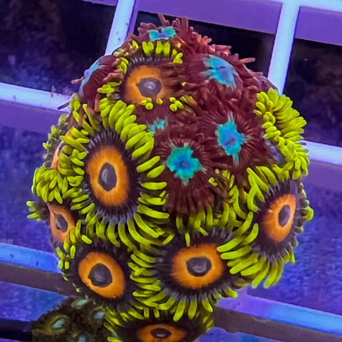 Zoa Mix -c4
