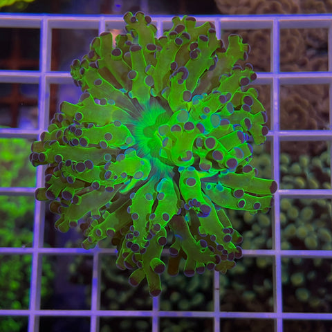 Purple Green Octospawn -c