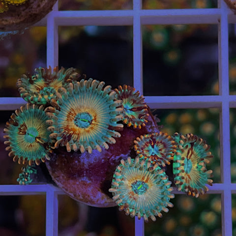 White Zombie Zoas