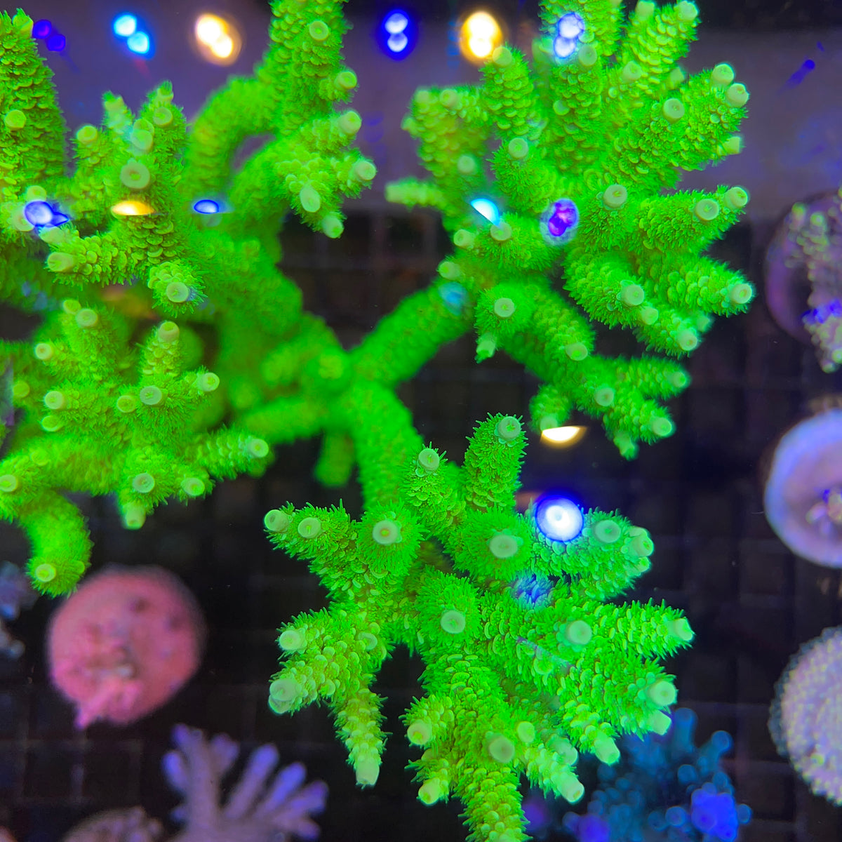LCH Radioactive Tenuis (see description) coral at Lazy's Coral House