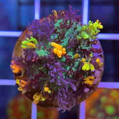 CC Magic Carpet Mushroom (see description)