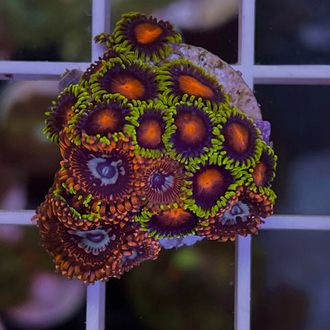 Zoa Mix - BF3