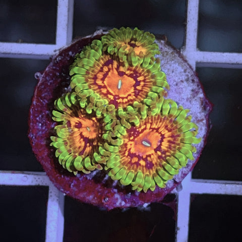 SBB Marvin the Martians Zoa (4 polyps)