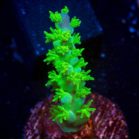 RRC Marvin the Martian - Frag