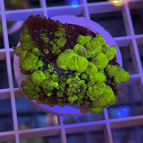 Big momma LCH Uranium Bounce Mushroom