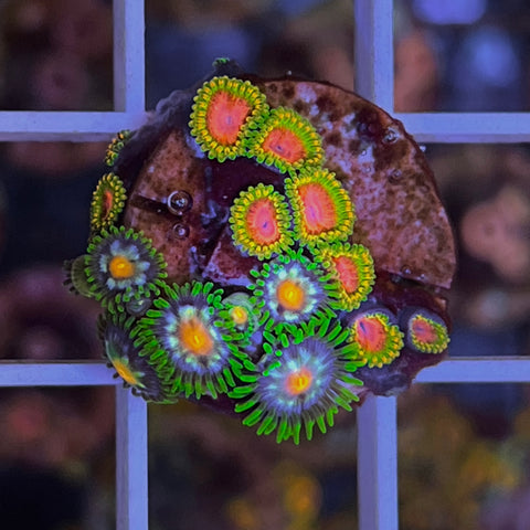 Zoa Mix -c