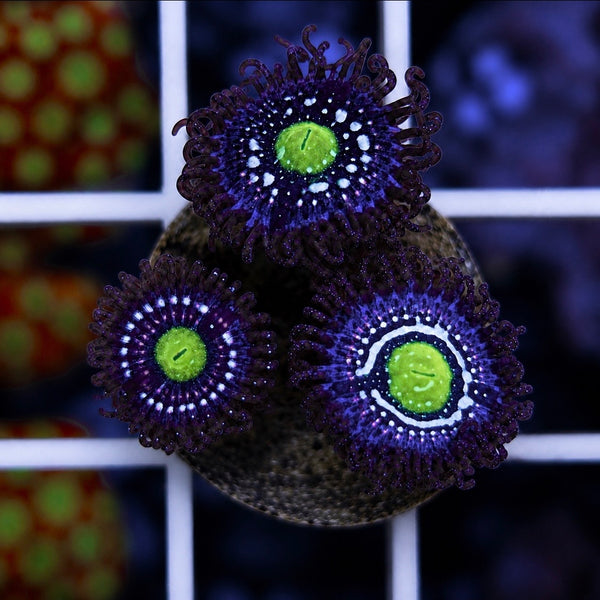 Blue Lagoon Zoas (3 polyps)