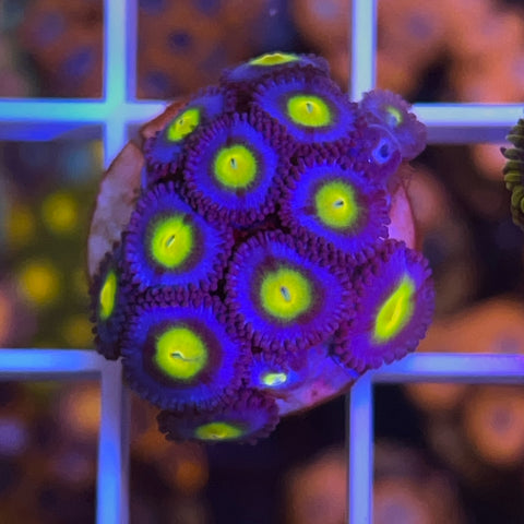 AOI Zoa -a2