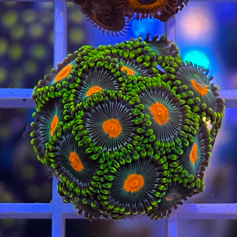 Green Bay Packers - H1