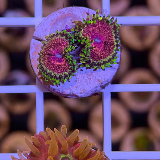Strawberry Wine Zoas (2 polyps)