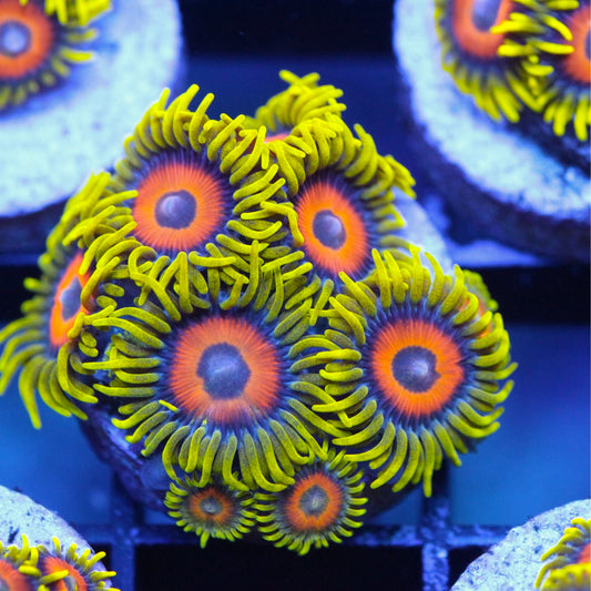 Lazy Lashes (8 Polyps)