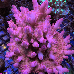 DFS Pink Panther Acro (click here to see mother)
