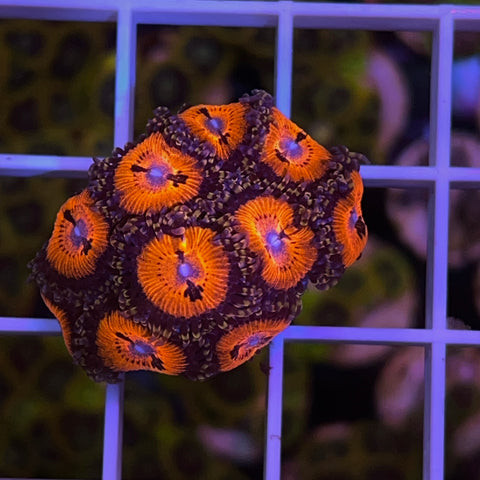 Blood Sucker Zoas - Full Plug a1