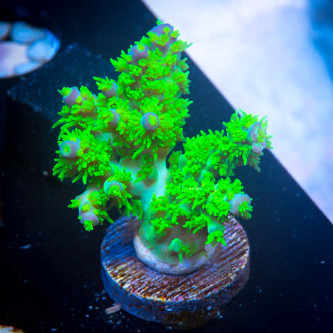 RRC Marvin the Martian - Mini Colony!