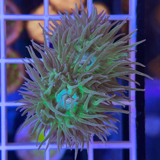 Green & Purple Duncans 2x heads