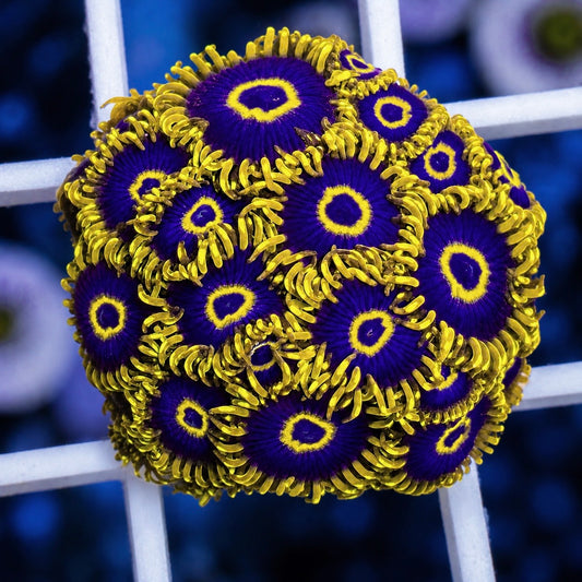 Purple Hornets Zoas (Over loaded plug!)
