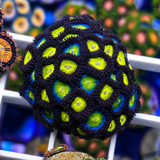 Zoa Mix -p4