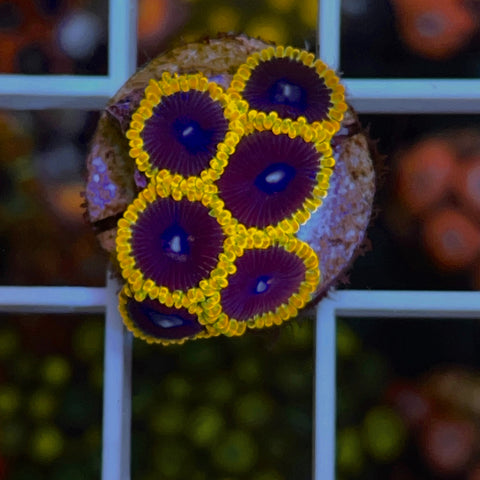 TSA Warp Drives (6 polyps)