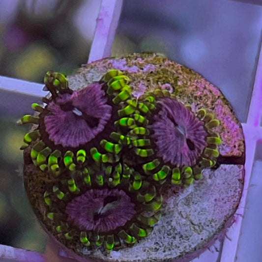 Purple Monsters -o1