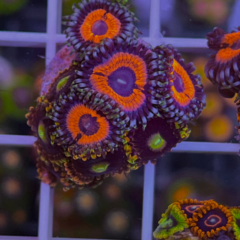 Zoa Mix - BF9