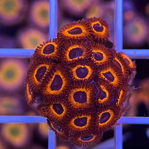 Kedds Red Zoa full plug -A1