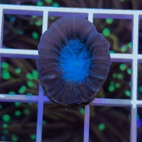 Giant Head Blue Trumpet Coral -j1