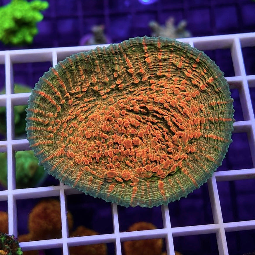 Large Cup Chalice Coral -r