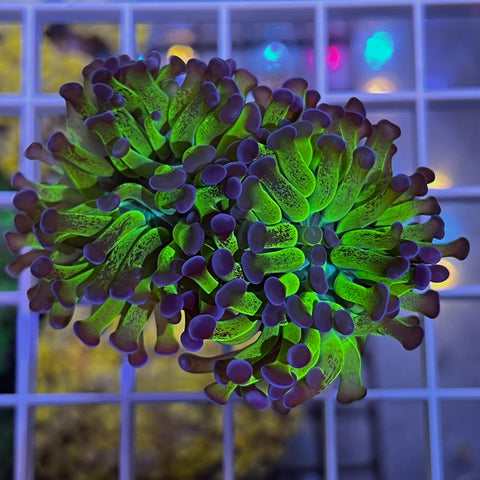 Beautiful Hammer Coral Spliting 2x head