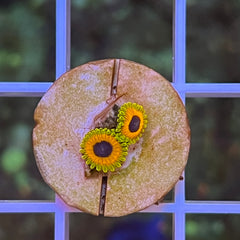 Great Owl Zoa (2 polyps)