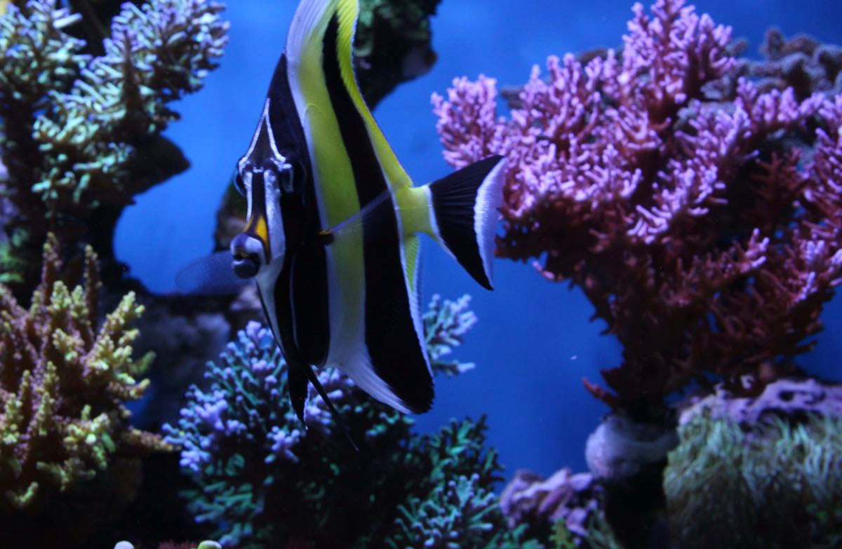 Reef fish and coral at Lazy’s Coral House