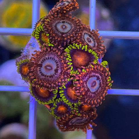 Zoa Mix - BF13