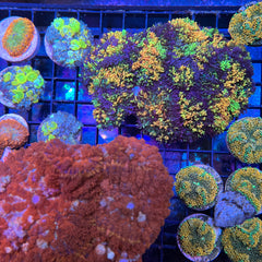 CC Magic Carpet Mushroom (see description)