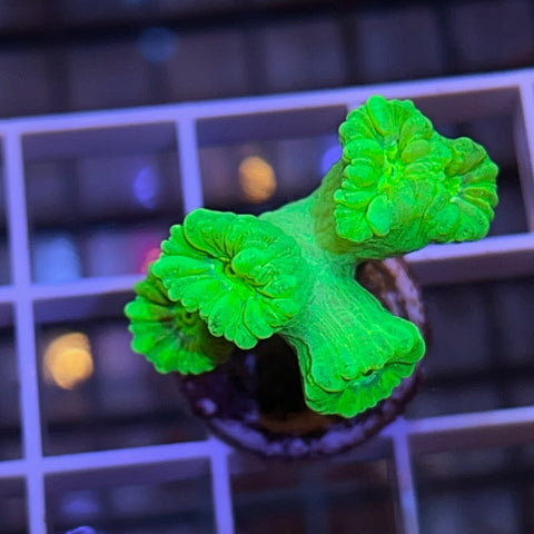 Kryptonite Trumpet -a3