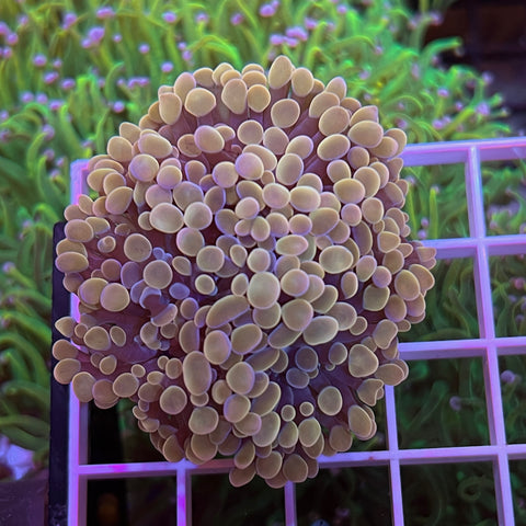 Multi-head Peach Frogspawn