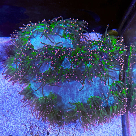 Jumbo Pink Tip Elegance