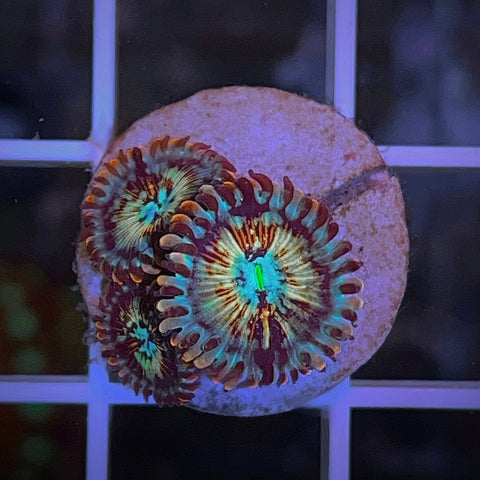 White Zombies (3 polyps)