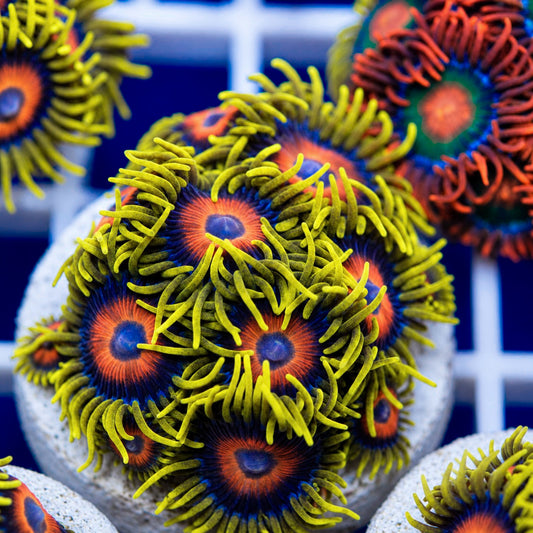 Lazy Lashes Zoas - full plug!